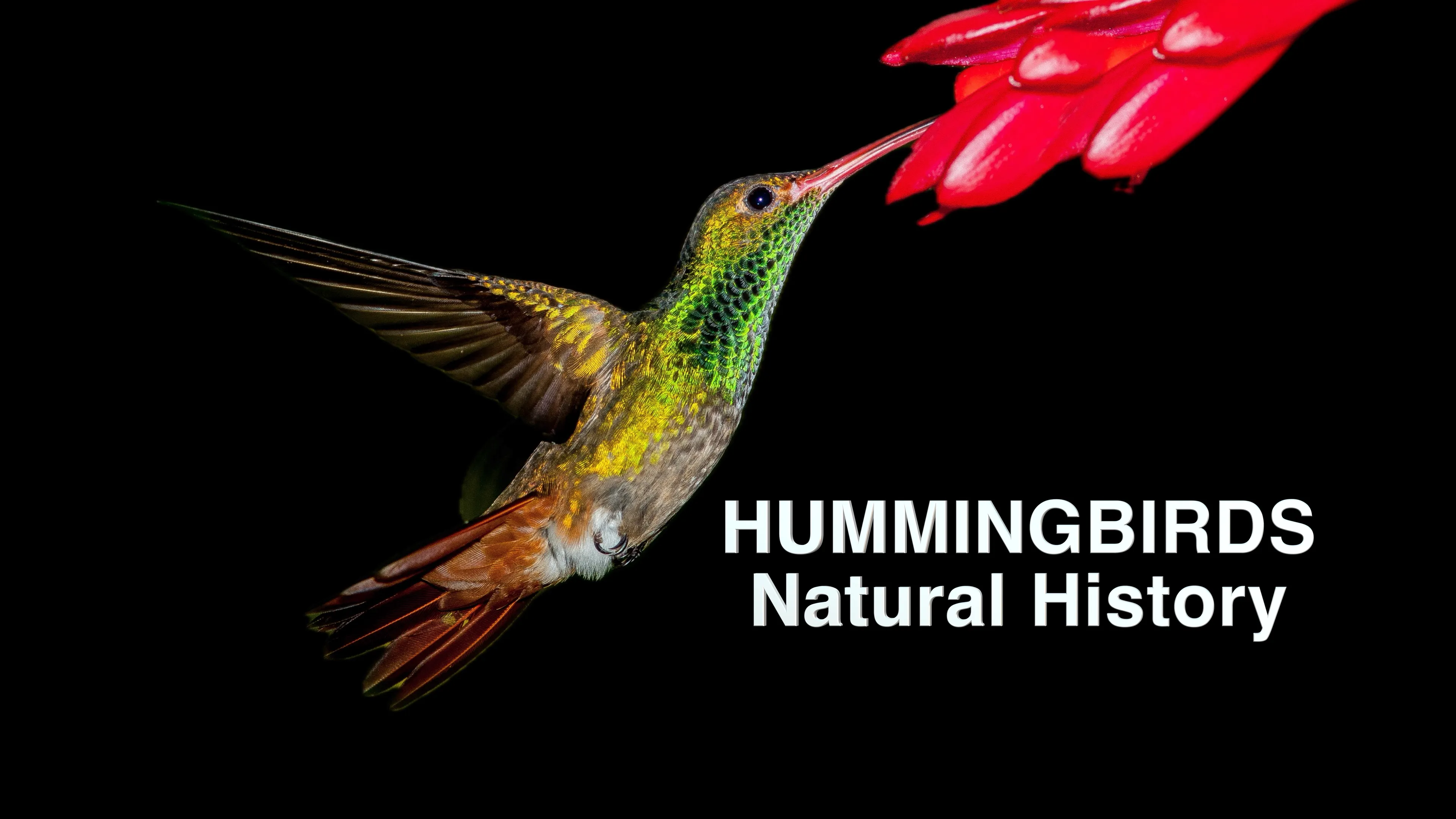 Hummingbirds Natural History poster